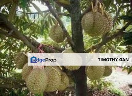 10 Acres Musang King Durian Plantation in Asahan, Melaka for Sale, Melaka, Asahan