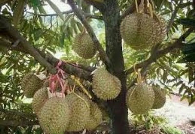 10 Acres Musang King Durian Plantation in Asahan, Melaka for Sale