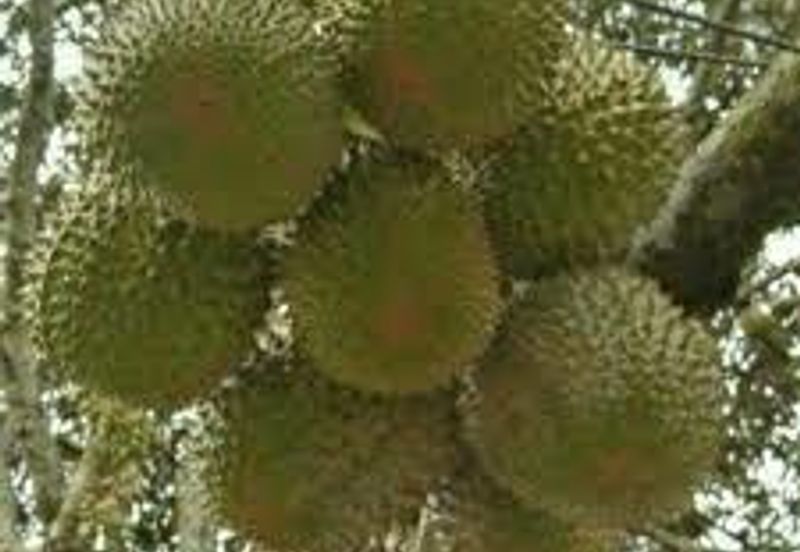 10 Acres Musang King Durian Plantation in Asahan, Melaka for Sale