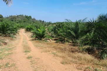 95 Acres Agricultual Land in Asahan, Tangkak, Johor for Sale