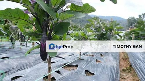 3.9 Acres Agricultural Land @ Kuala Kubu Baru for SALE, Selangor, Hulu Selangor