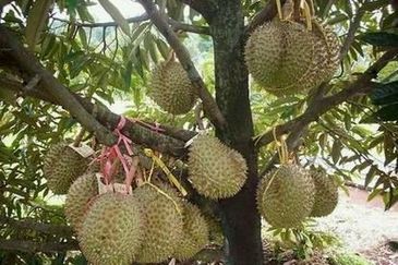 49 Acres Durian Plantation @ Tangkak for SALE