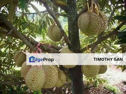 49 Acres Durian Plantation @ Tangkak for SALE, Johor, Tangkak