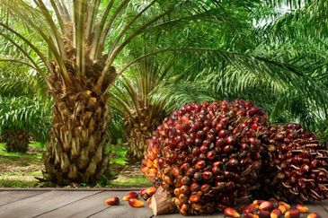 28 Acres Agricultural Land @ Linggi, Negeri Sembilan for SALE