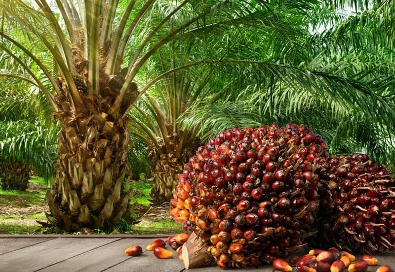 110 Acres Oil Palm Plantation @ Kuala Kubu Baru for SALE