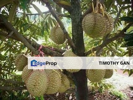 4.7 Acres Durian Plantation @ Triang, Pahang for SALE, Pahang, Triang