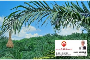 Plantation near Kuantan suitable for development 