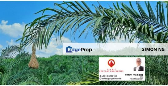 Plantation near Kuantan suitable for development , Pahang, Kuantan