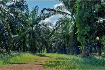 Plantation near Kuantan suitable for development 