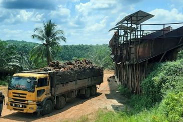 Plantation near Kuantan suitable for development 