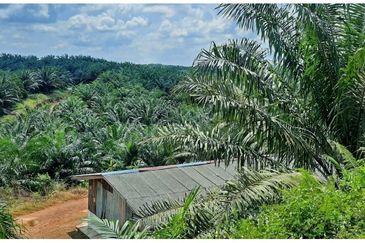 Plantation near Kuantan suitable for development 