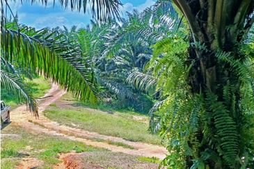 Plantation near Kuantan suitable for development 