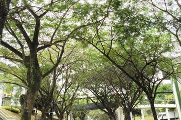 University College for sale