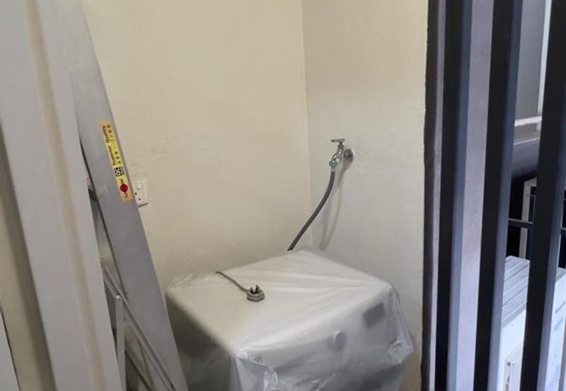 Cyperus @ Tropicana Gardens