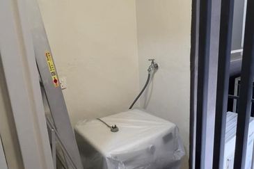 Cyperus @ Tropicana Gardens