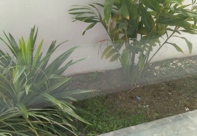 Kasia Green @ Bandar Baru Nilai