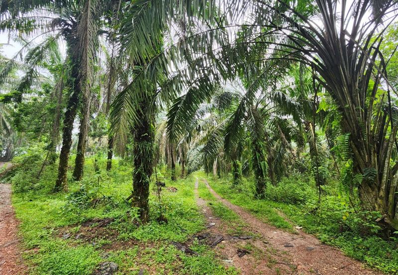 Batu Arang