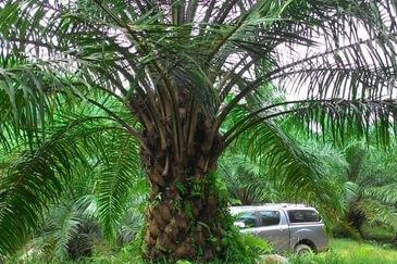 Oil Palm Plantation @ Marang For Sale