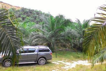Oil Palm Plantation @ Marang For Sale