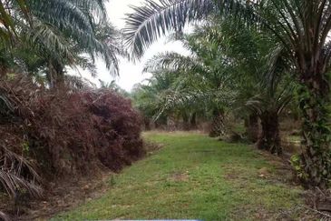 Oil Palm Plantation @ Marang For Sale