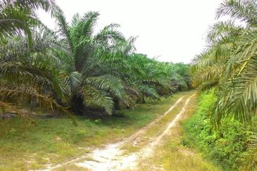 Oil Palm Plantation @ Marang For Sale