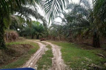 Oil Palm Plantation @ Marang For Sale