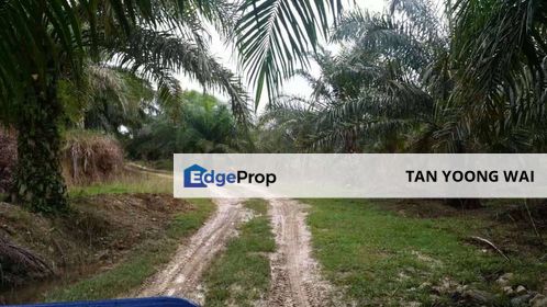 Oil Palm Plantation @ Marang For Sale, Terengganu, Marang