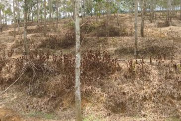 TANAH KEBUN GETAH SEMPADAN BENTONG - N9