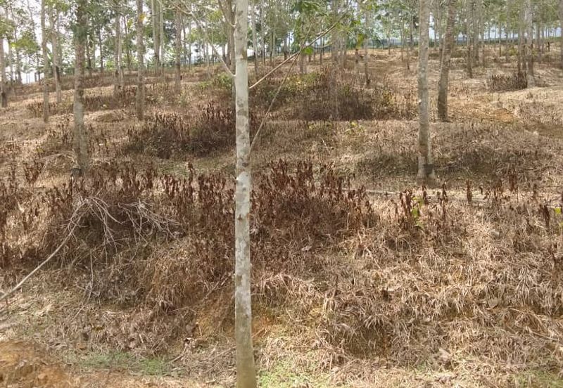 TANAH KEBUN GETAH SEMPADAN BENTONG - N9