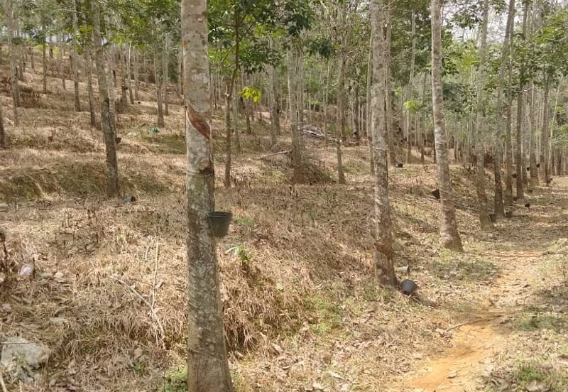 TANAH KEBUN GETAH SEMPADAN BENTONG - N9