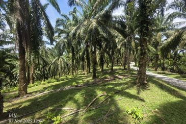 Tanah Sawit 4.09ac Puncak Bukit Near Main Road