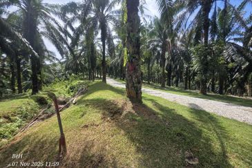 Tanah Sawit 4.09ac Puncak Bukit Near Main Road