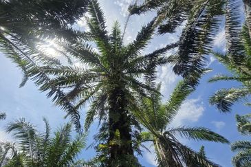 Tanah Sawit 4.09ac Puncak Bukit Near Main Road