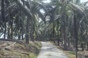 Tanah Sawit 4.09ac Puncak Bukit Near Main Road