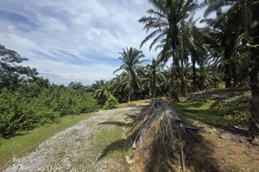 Tanah Sawit 4.09ac Puncak Bukit Near Main Road