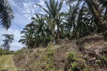 Tanah Sawit 4.09ac Puncak Bukit Near Main Road