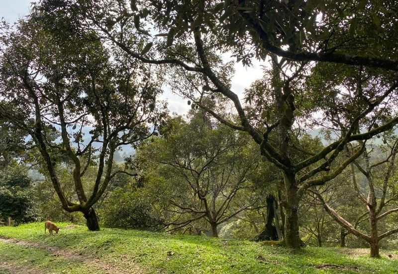 Durian Plantation @ Raub District Of Musang King