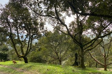 Durian Plantation @ Raub District Of Musang King