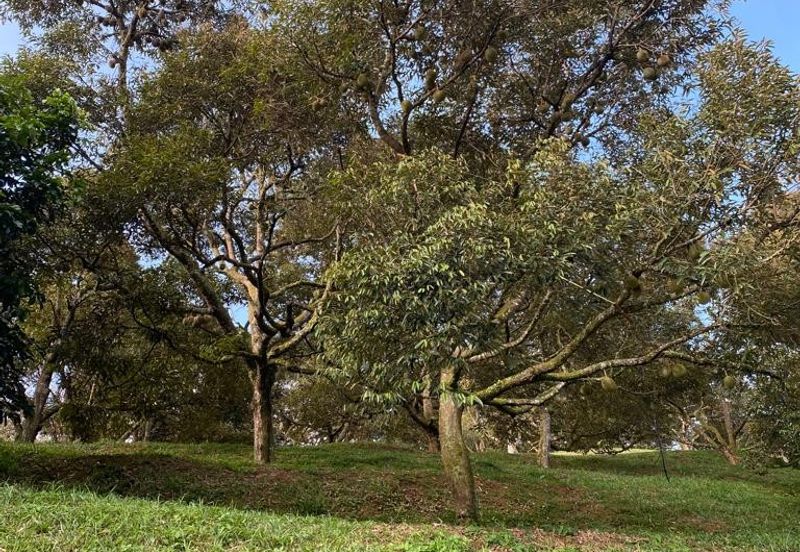 Durian Plantation @ Raub District Of Musang King