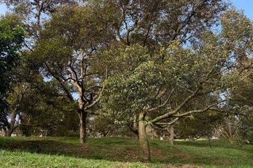 Durian Plantation @ Raub District Of Musang King