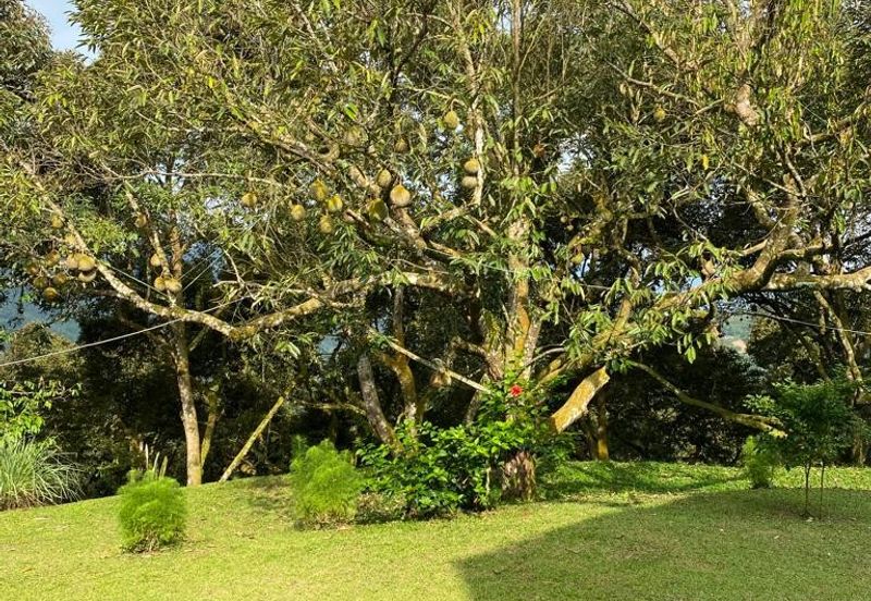Durian Plantation @ Raub District Of Musang King