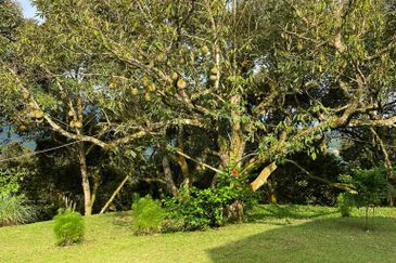 Durian Plantation @ Raub District Of Musang King