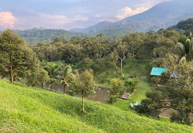 Durian Plantation @ Raub District Of Musang King