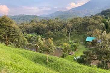 Durian Plantation @ Raub District Of Musang King