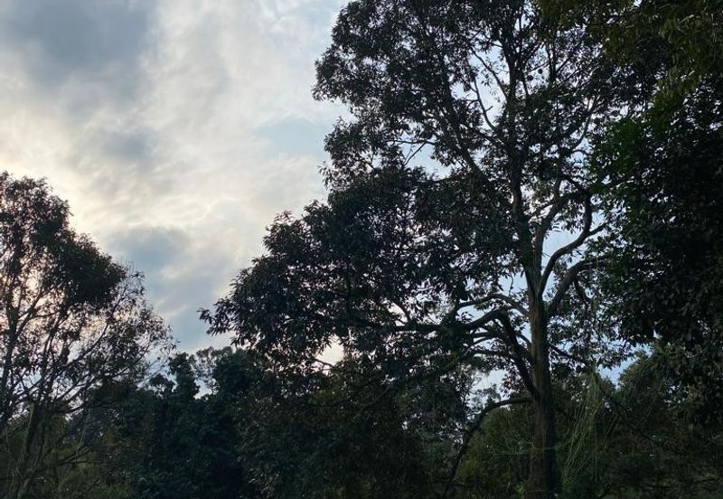 Durian Plantation @ Raub District Of Musang King