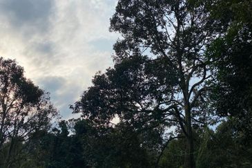 Durian Plantation @ Raub District Of Musang King