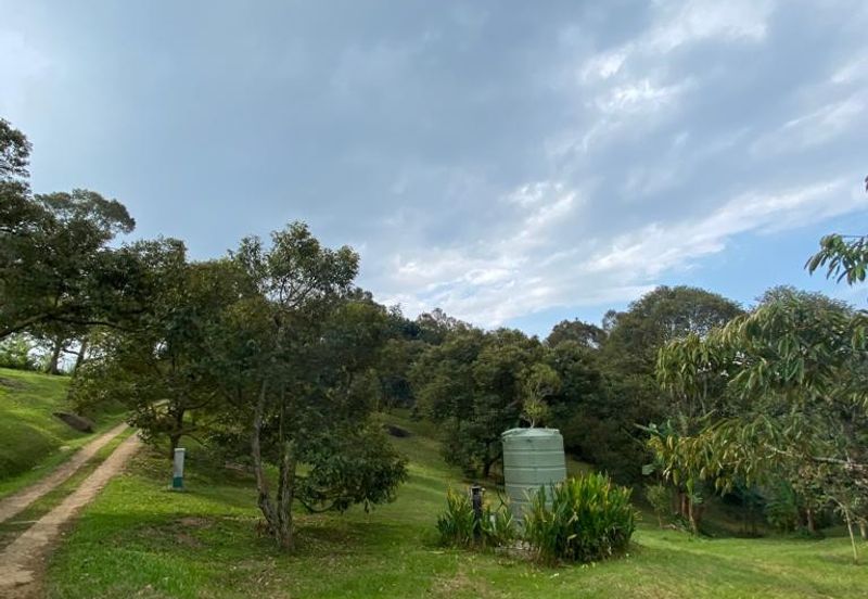 Durian Plantation @ Raub District Of Musang King