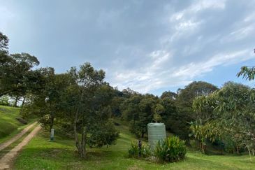 Durian Plantation @ Raub District Of Musang King