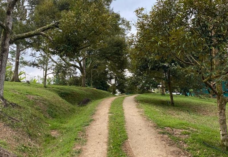 Durian Plantation @ Raub District Of Musang King