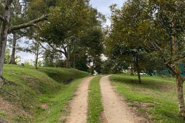 Durian Plantation @ Raub District Of Musang King